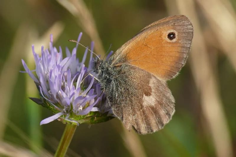 e97fd2cb 73c4 42c1 8286 93a5d31e7165 coenonymphapamphilusaruffoni