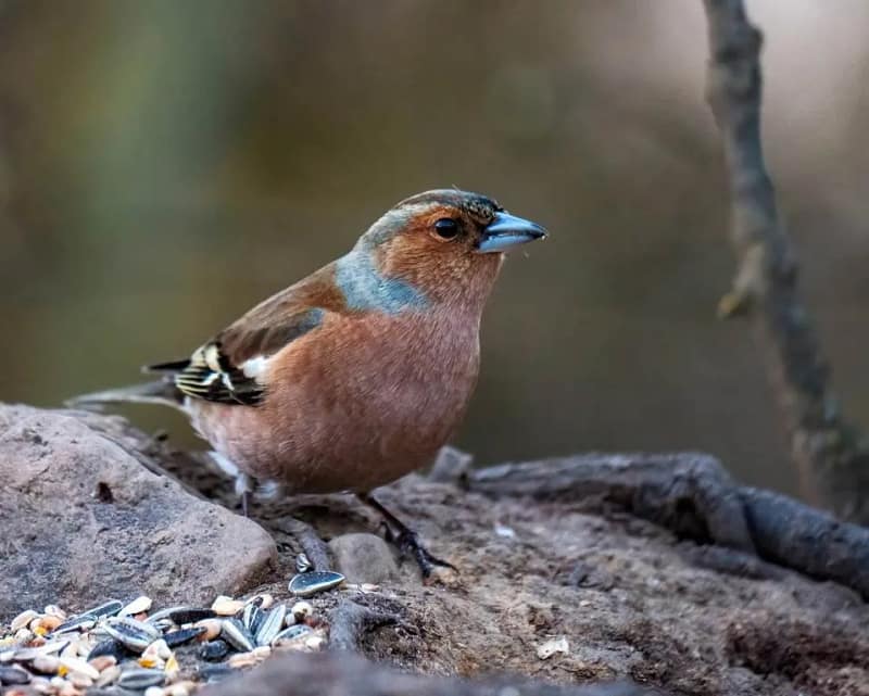 dfa18911 6aa4 4b7e 8c00 35899801d5fc juergen57bs chaffinch 94949791280
